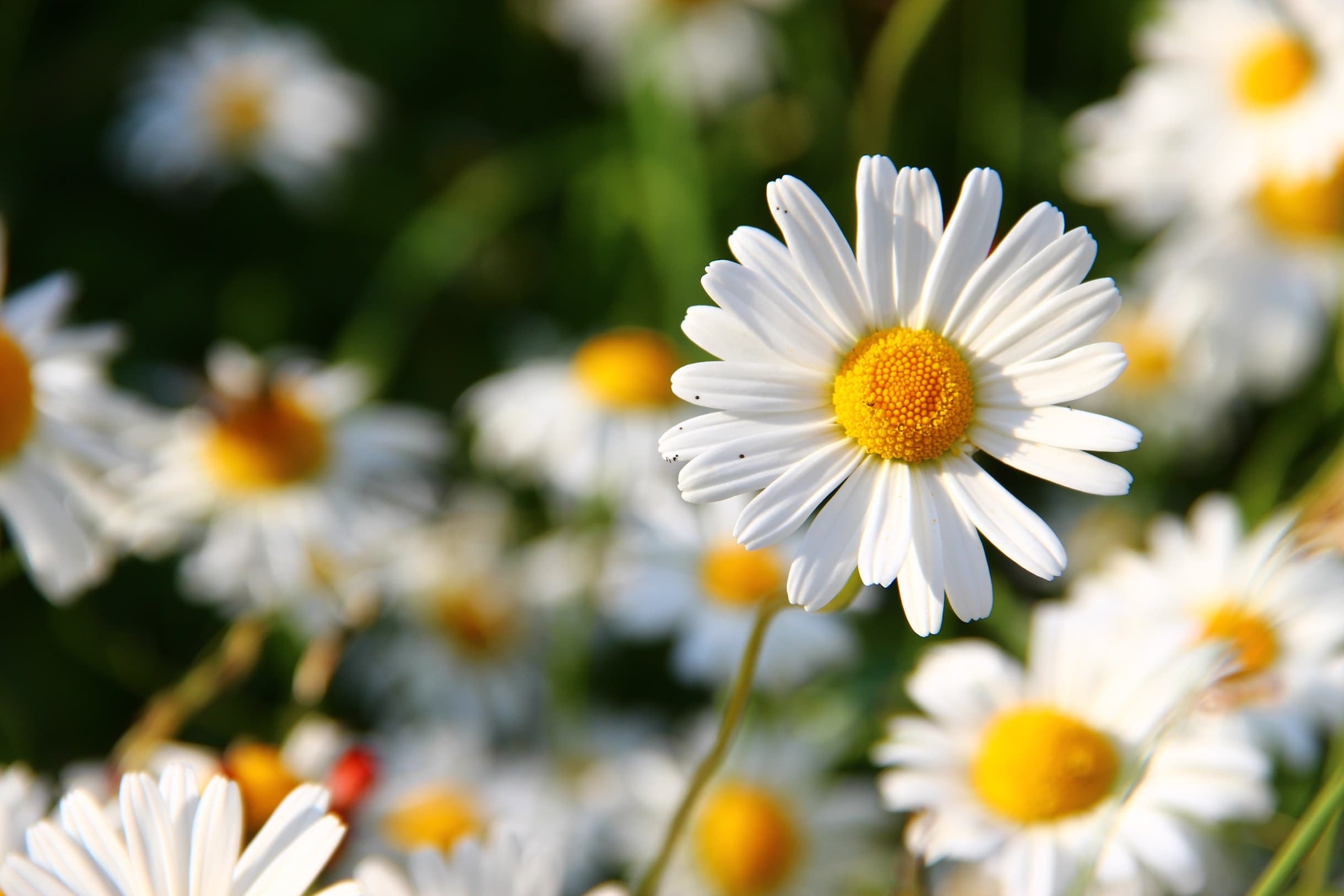 A field of daisies